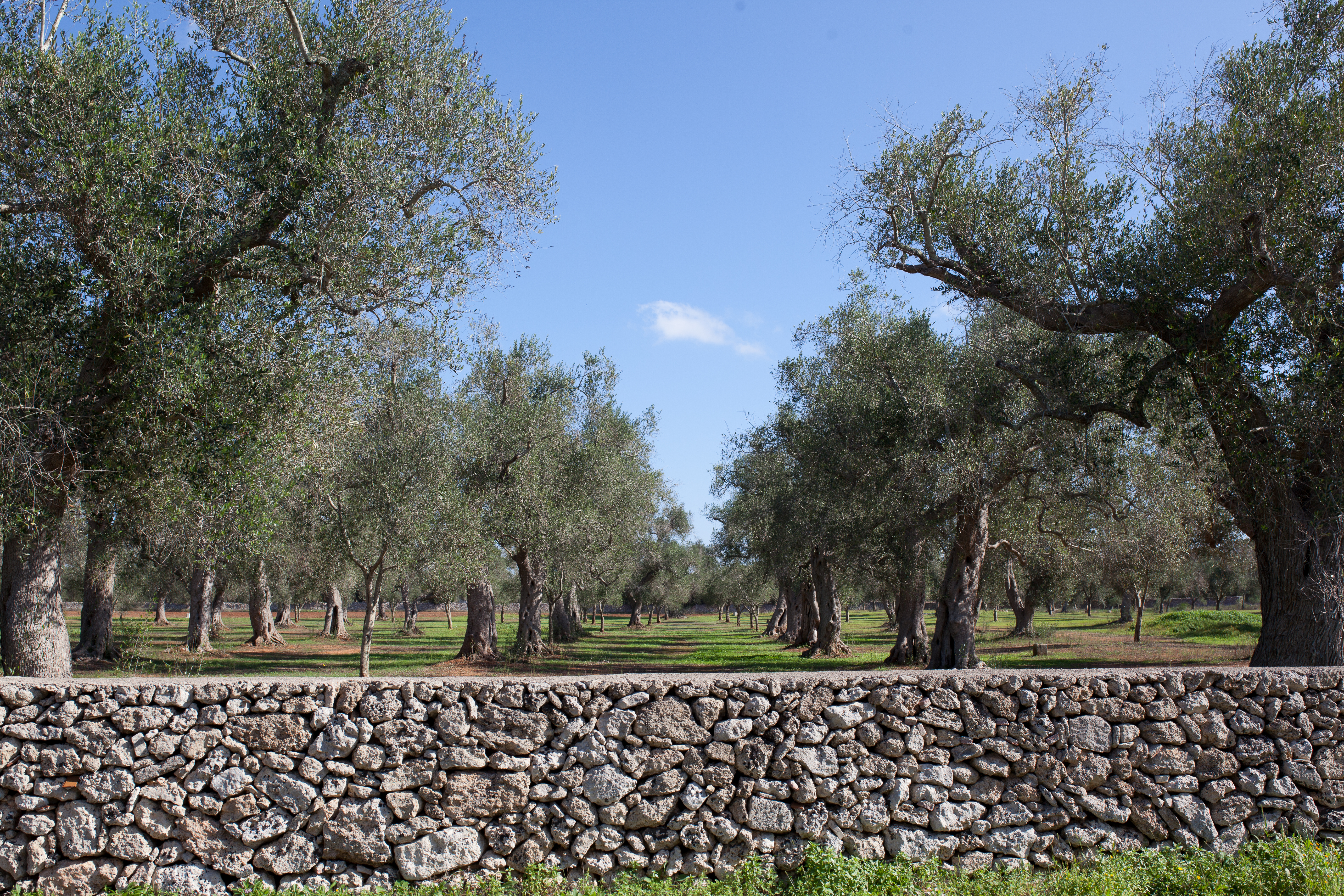 Heaven on Earth: Don Totu Dimora Storica, Puglia 8