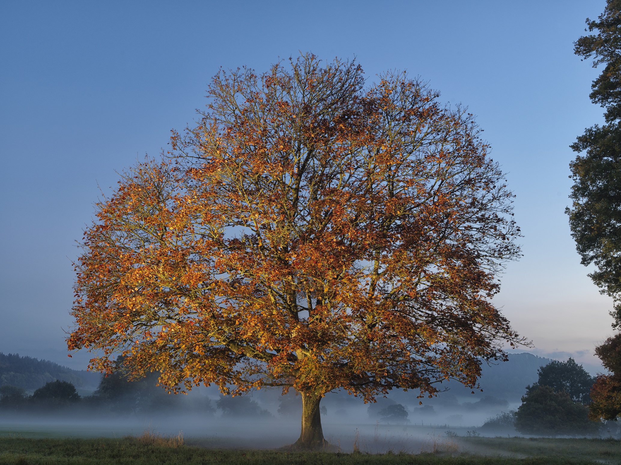 Jasper Conran's favourite Beech tree at New Wardour Castle